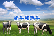 杭州牛类动物鉴定